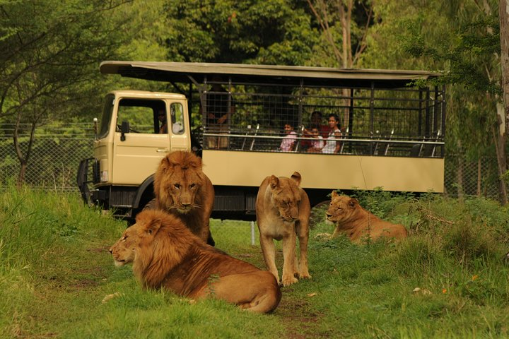 Lion viewing during safari