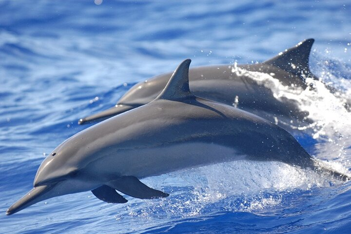 Full day Shared Speedboat Tour - South West Lagoon Dolphin Swim - Photo 1 of 6