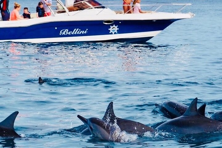 Dolphin Encounters