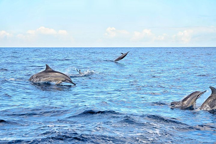 Dolphins in Tamarin Bay