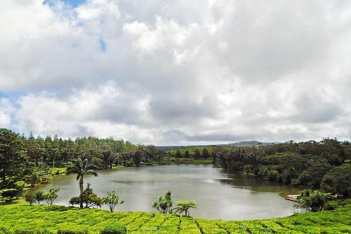 Bois Cheri Tea Plantation