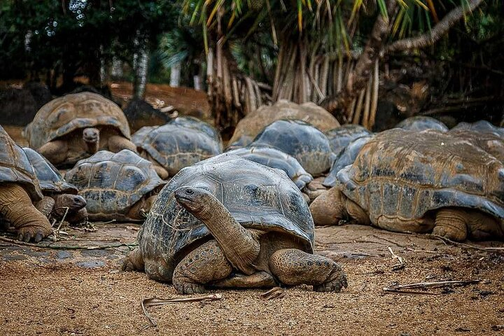 Giant Tortoise experience