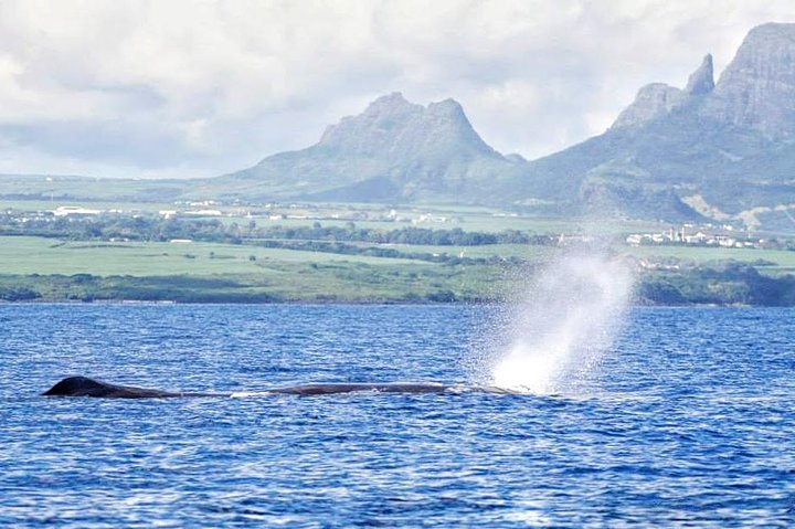 Whales in Tamarin Bay