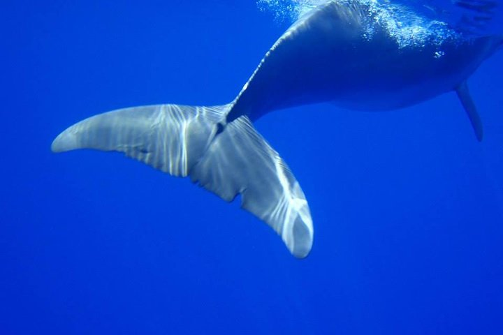 Whale in Tamarin Bay