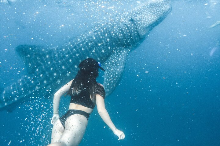 Whale Shark Maldives - Private Boat Charter for Snorkeling - Photo 1 of 13