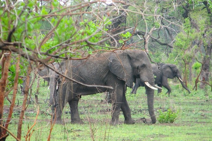 Luangwa and Lake Experience 6 Days/5 Nights - Photo 1 of 9