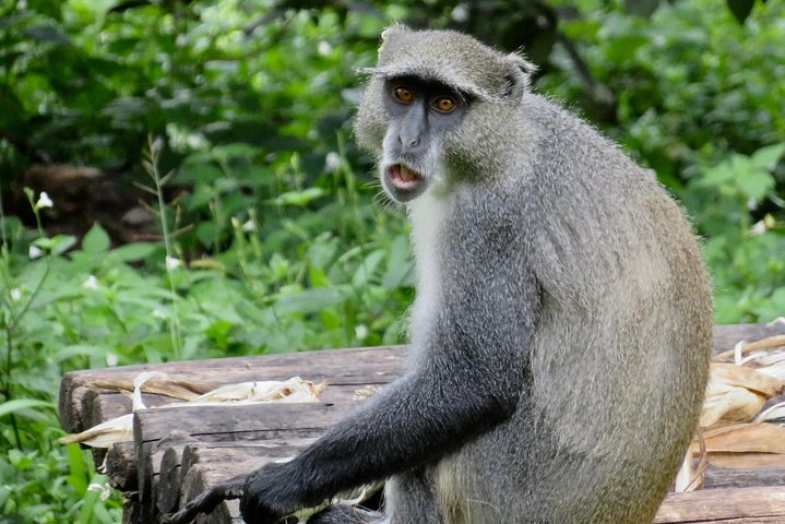 Malawi in 6 days without accommodation - Photo 1 of 25