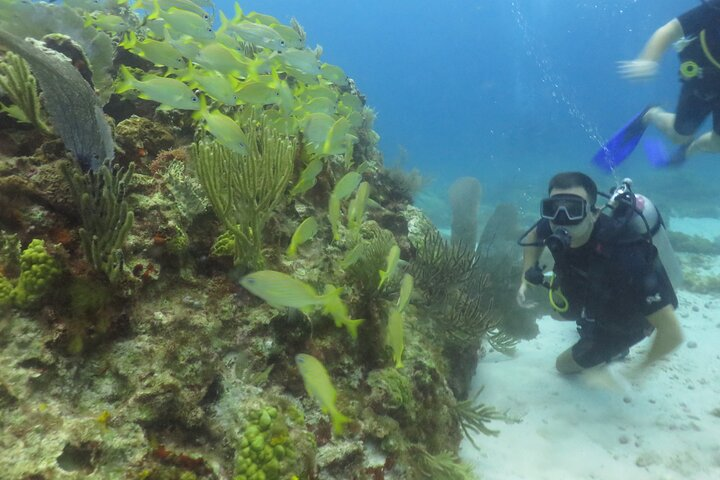 Scuba Diving (1st time) in Cancun Beginner's WELCOMED! - Photo 1 of 9