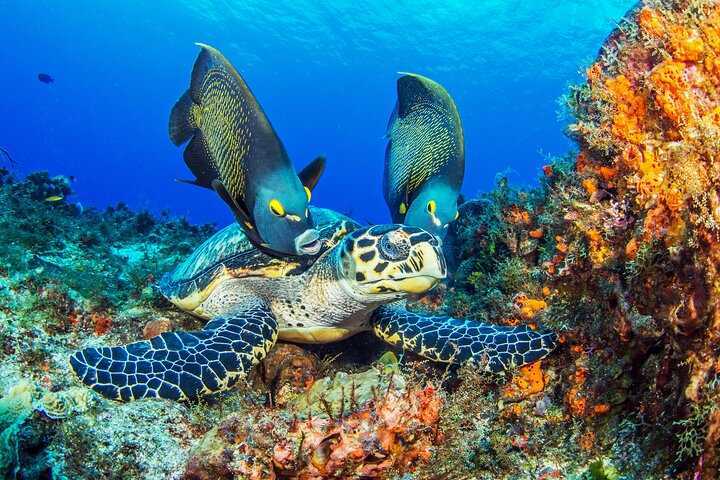 2 dives in Cozumel (for certified divers only) - Photo 1 of 8