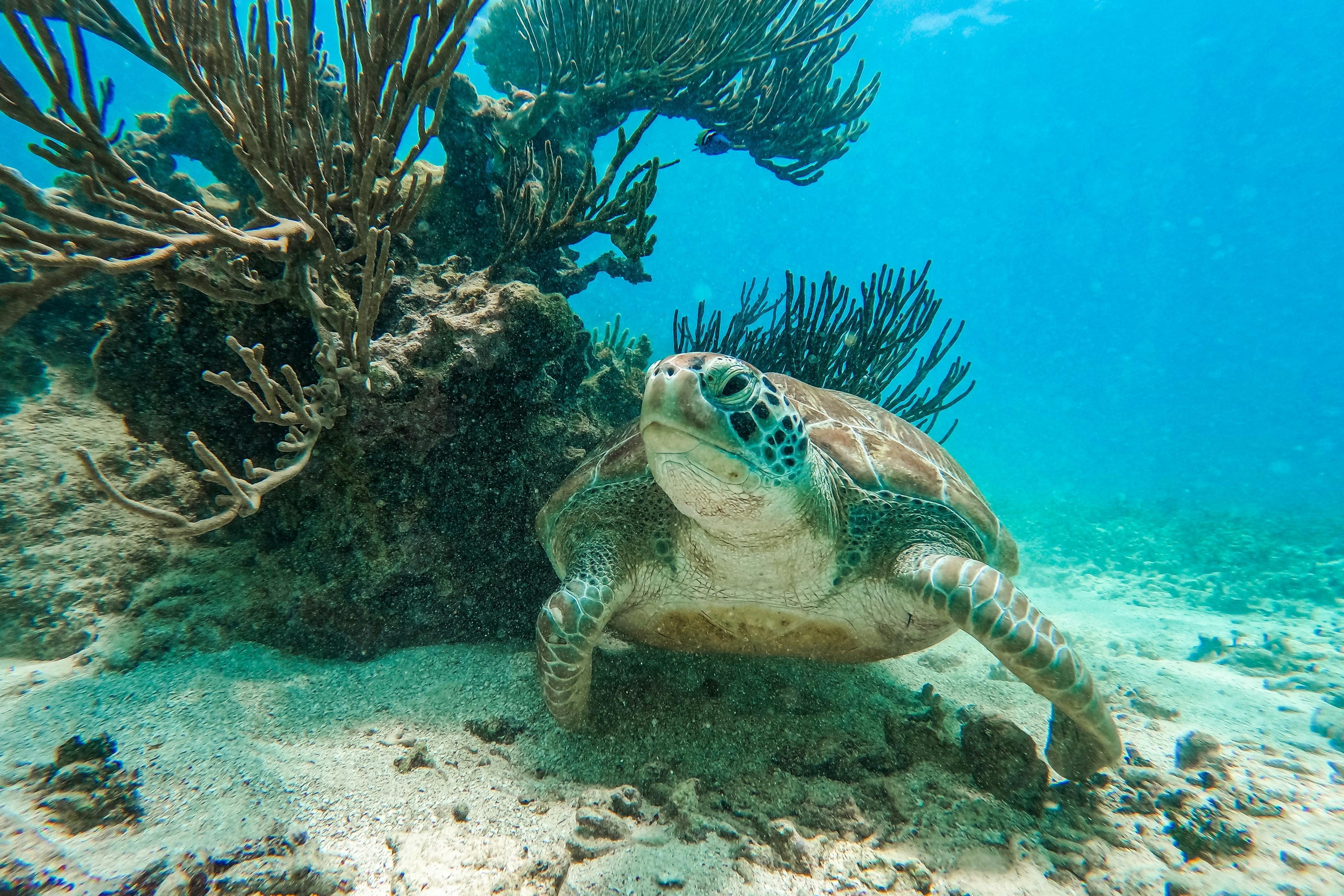 Tulum: Guided Snorkeling Tour - Photo 1 of 5