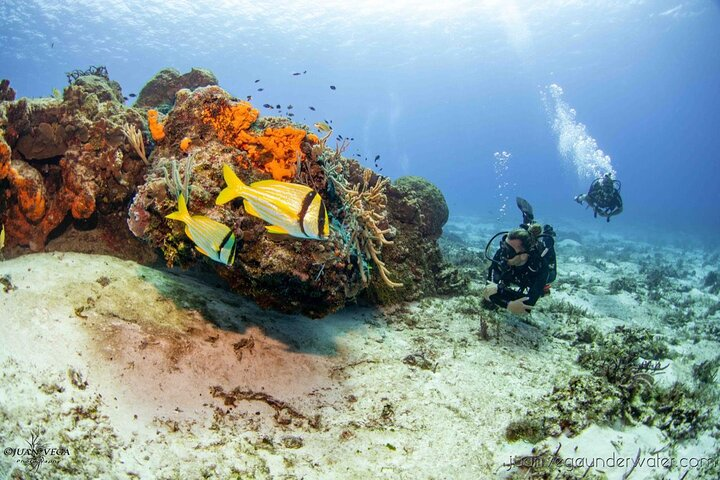2 Tank Cozumel Reef Boat Dives - Photo 1 of 5