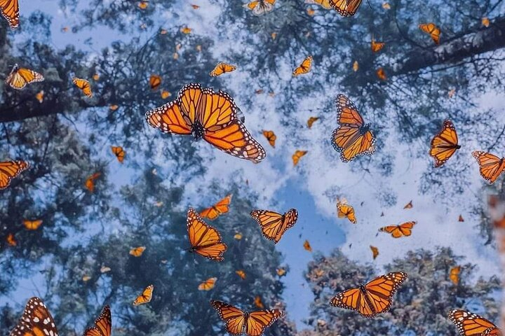 3 day Tour to Discover the Magic of Mexico & Monarch Butterflies - Photo 1 of 23