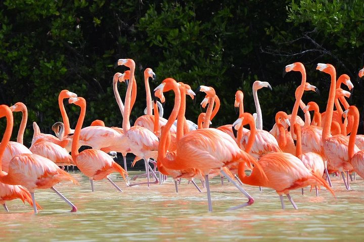 3 days discovering the Best of Merida. Visit Uxmal, Celestun and Chichen Itza - Photo 1 of 7