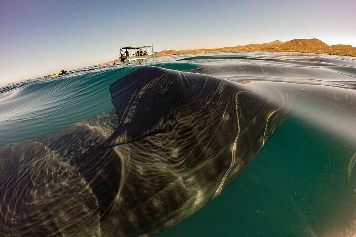 3 Hours La Paz Whale Shark First Class Snorkeling Tour - Photo 1 of 12