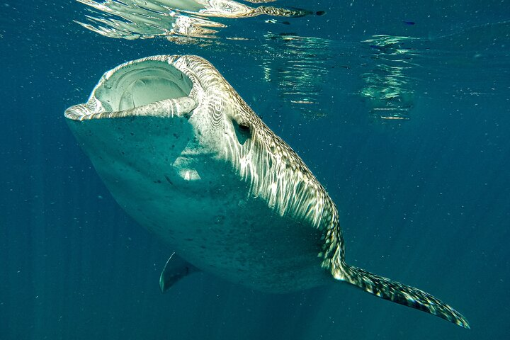 3 Hours La Paz Whale Shark First Class Snorkeling Tour - Photo 1 of 9
