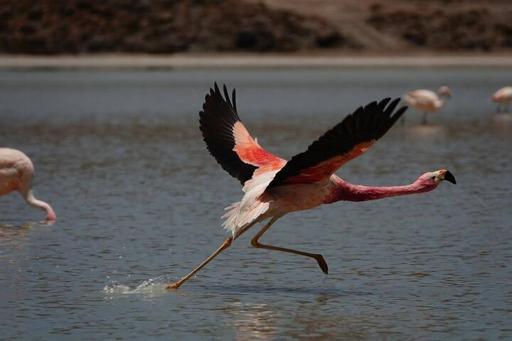 5-days Private Guided Tour in Uyuni - Photo 1 of 11