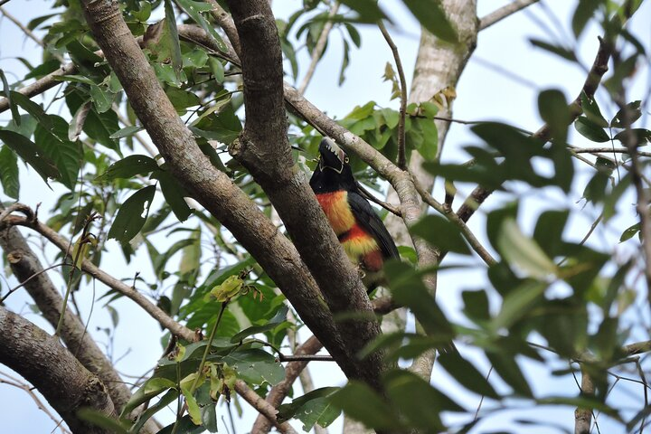 6-Hour Birdwatching Ruta de los Cenotes Playa del Carmen - Photo 1 of 6