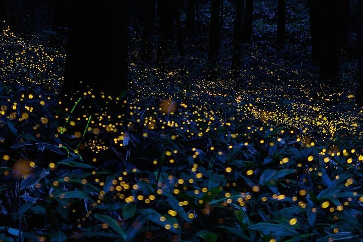 Firefly Sanctuary Tour in Puebla  - Photo 1 of 3