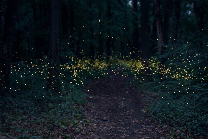 From Puebla: Firefly Sanctuary Tour + Local Dinner - Photo 1 of 5