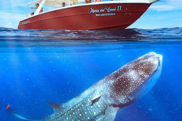 6 Hours Swim with Whale Sharks from Isla Mujeres - Photo 1 of 7