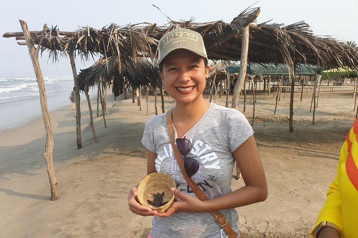 No Touching Baby Turtle Release No Contact