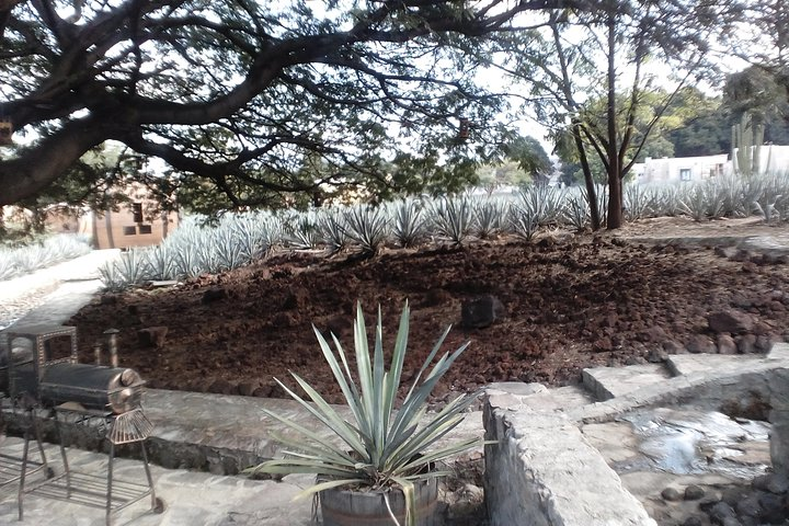 Tequila distillery