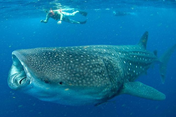 Whale Shark