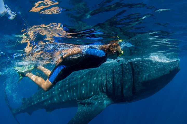 A Lifetime Experience: Whale Shark Snorkeling Tour - Photo 1 of 7