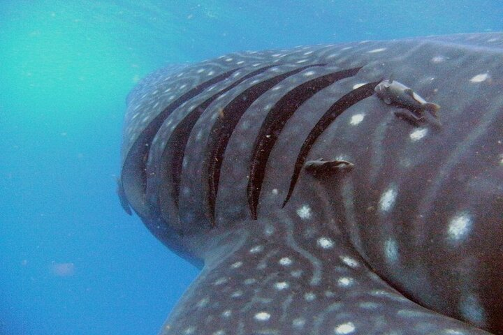 Adventure and Snorkel with the Whale Shark departing from Cancun - Photo 1 of 4