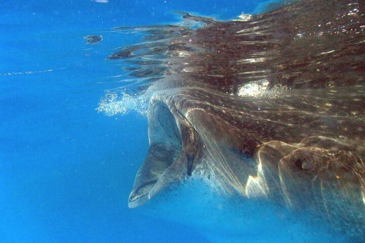 Adventure and Snorkel with the Whale Shark from Tulum - Photo 1 of 4