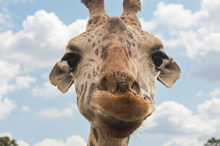 From puebla: Private tour in Africam Safari all-Inclusive - Photo 1 of 7