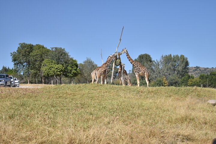 Africam safari (private tour) - Photo 1 of 12