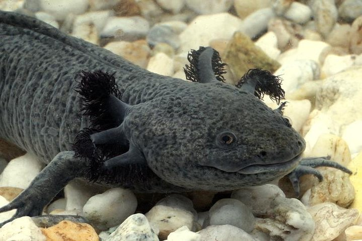 Axolotl Tour from CDMX - Photo 1 of 6