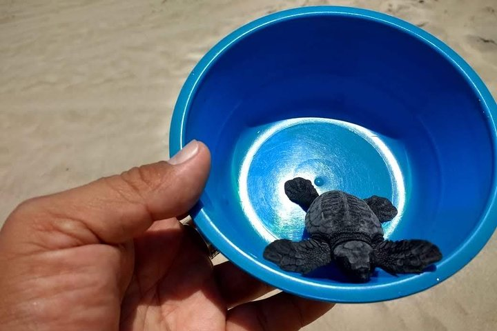 Baby Turtle Release And Horse Back Riding Tour - Photo 1 of 7