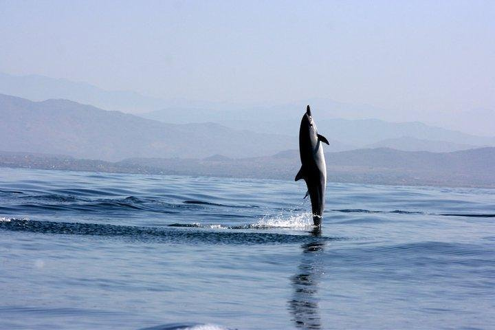 Dolphing in front of Puerto Escondi