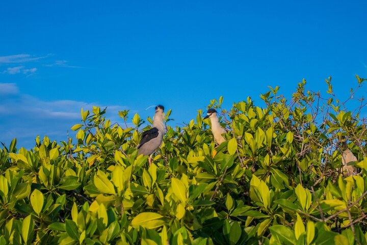 Best Birdwatching Lagoon Tour - Photo 1 of 6