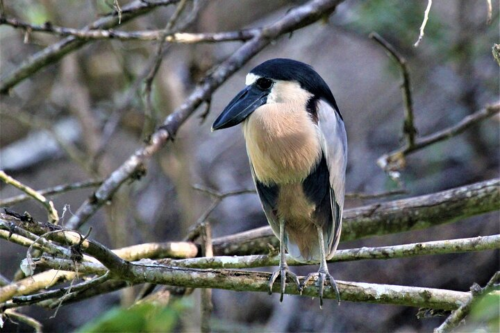 Bird Watching Tour Huatulco HT - Photo 1 of 25