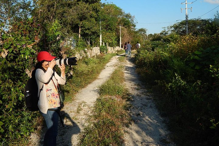 Birding in Yucatan Peninsula