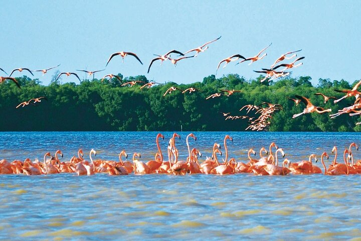 Merida : Boat tour of the mangroves of Celestun - Photo 1 of 6