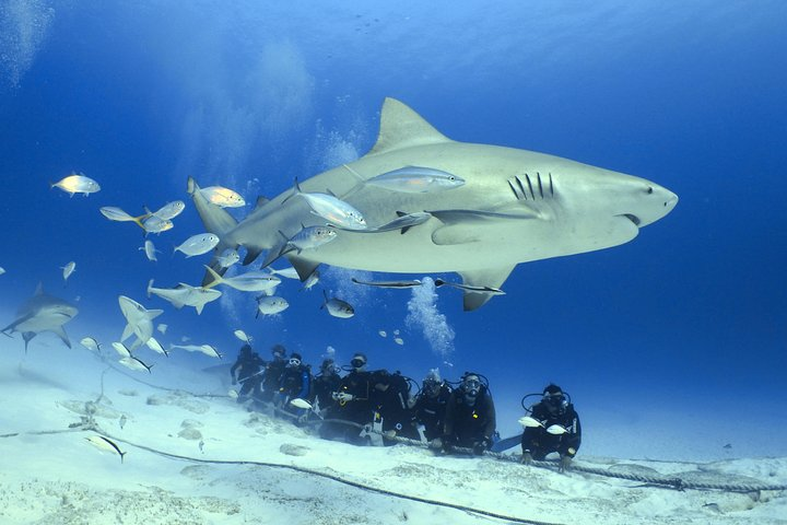 Bull Shark Extreme - 1tank /Only for Certified Divers - Photo 1 of 5