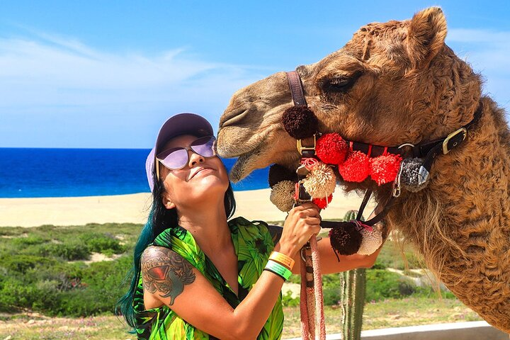 Los Cabos Beach Camel Ride Adventure - Photo 1 of 14