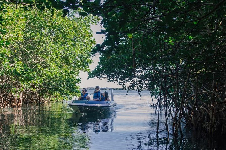 Enjoy the Mangroves