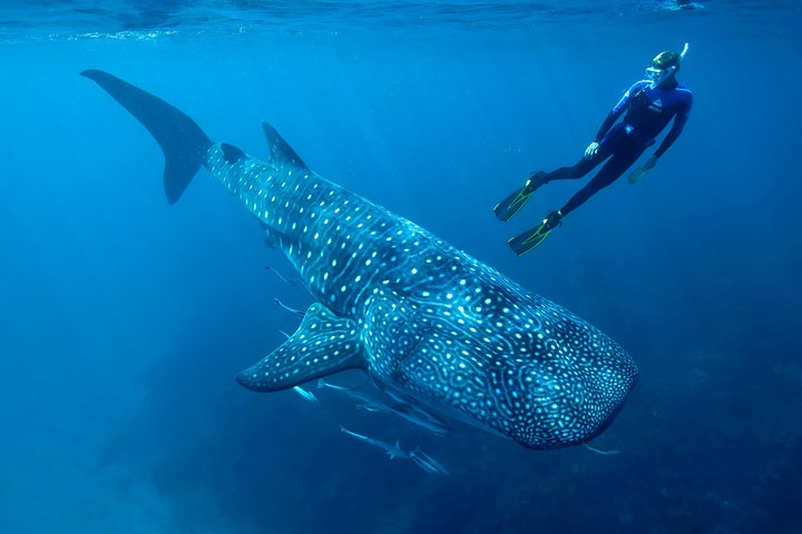 Swim beside this gentle giants