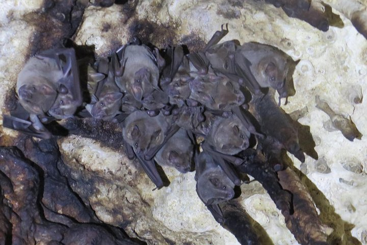 Cenotes diving Dos Ojos and The Bat Cave - Photo 1 of 3