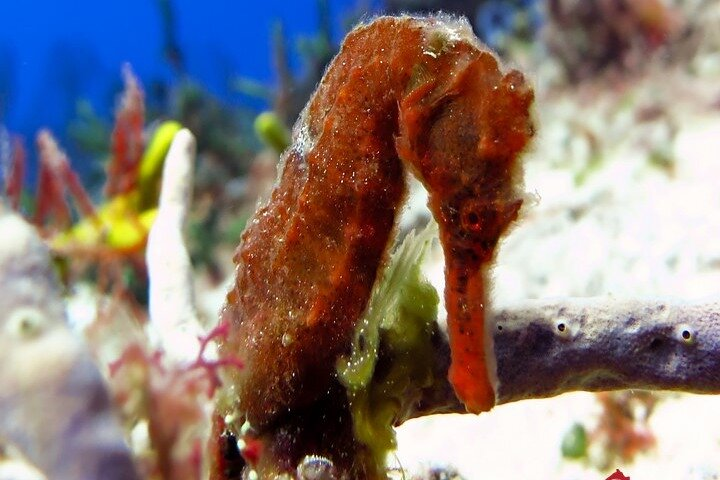 Certified Diving Experience in Cozumel - Photo 1 of 6