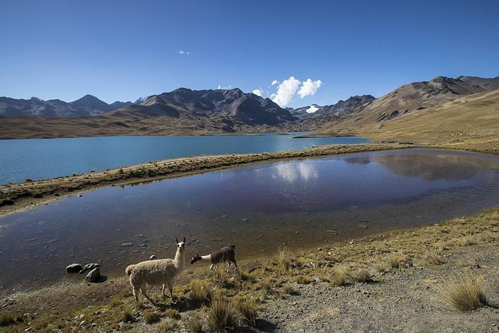 CONDORIRI Mountain Range and Lagoons Full day Trekking. Spanish guide. - Photo 1 of 24