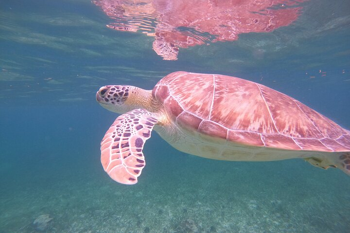 Costa Maya, snorkeling on the reef with fish, looking for turtles - Photo 1 of 25