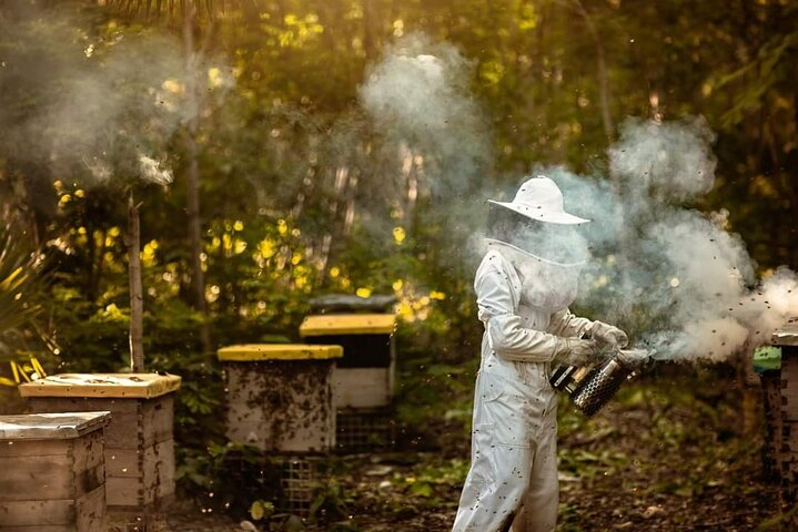 Cozumel: Bee Farm + Honey & Chocolate Tasting + Sightseeing - Photo 1 of 20