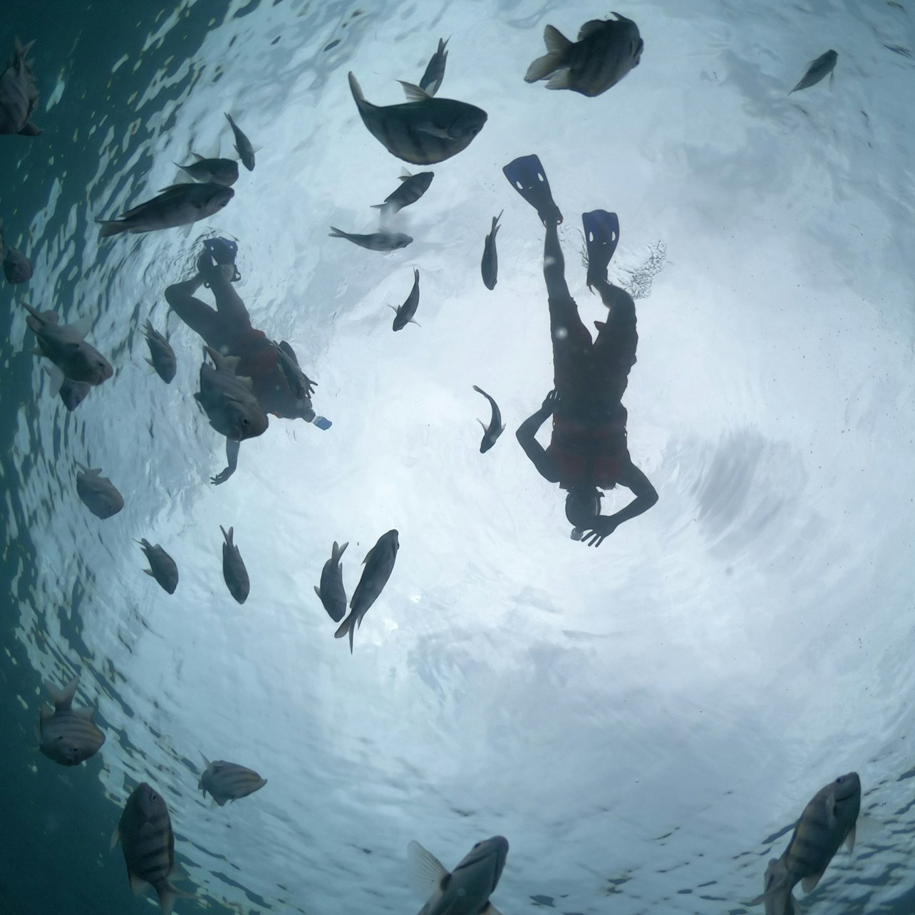 Cozumel: Glass Boat, Drinks and Snorkel Tour - Photo 1 of 20