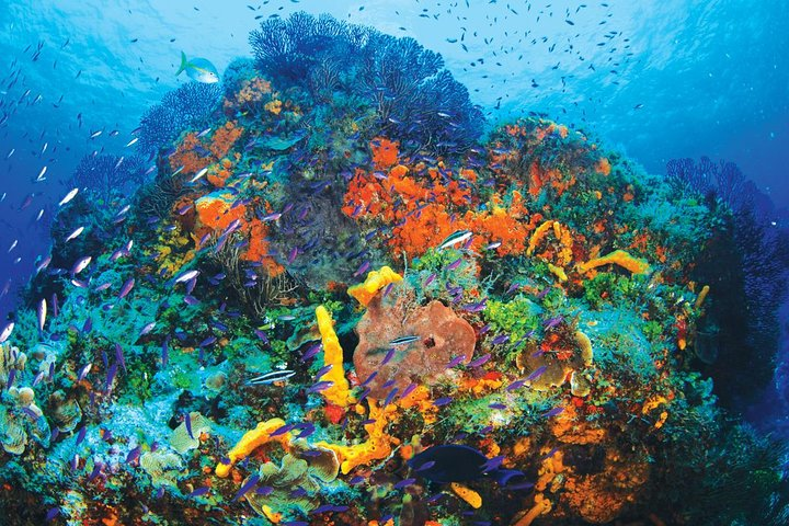 Discover Scuba Diving - One Tank at Coral Reef - Photo 1 of 2